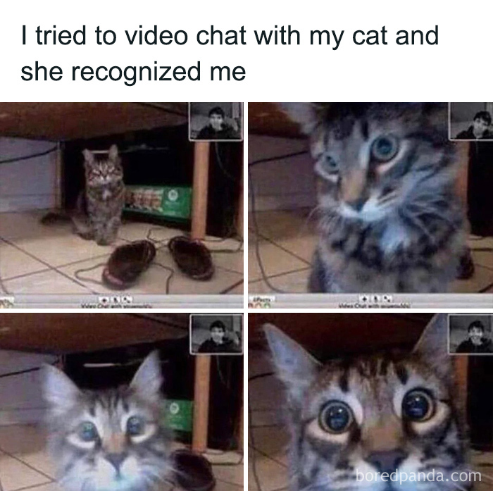 Cat recognizing its owner during a video chat, capturing one of the sweetest and most wholesome moments online.