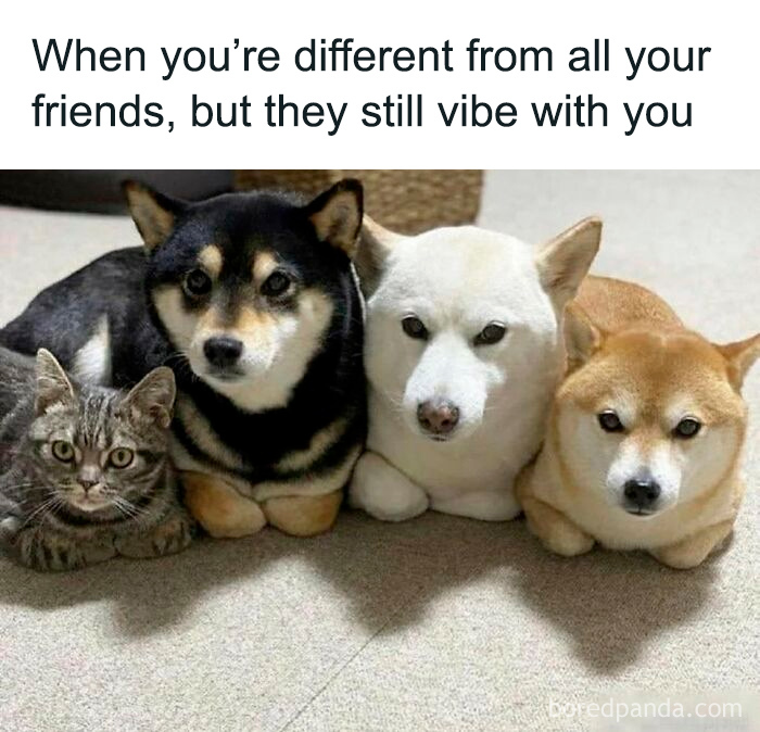 Cat and three dogs lying close together, showcasing a sweet and wholesome moment to cleanse your feed.