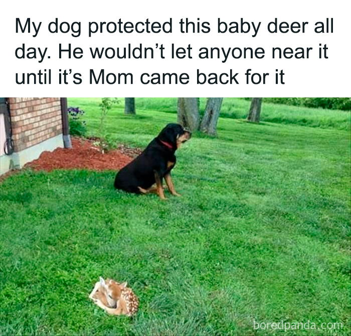 Dog sitting attentively on grass guarding a baby deer until its mother returns in a cute dogs posts moment