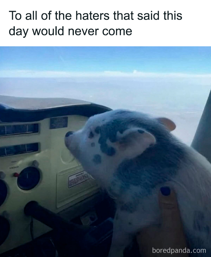 Cute and sweet animal meme showing a pig looking out of a small airplane cockpit window with a scenic sky view.