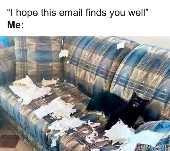 Black cat on a couch surrounded by torn paper, a cute and sweet animal meme to give you a reason to smile today.