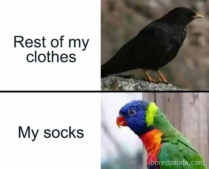 Black bird representing rest of clothes and colorful parrot representing my socks in a cute and sweet animal meme.