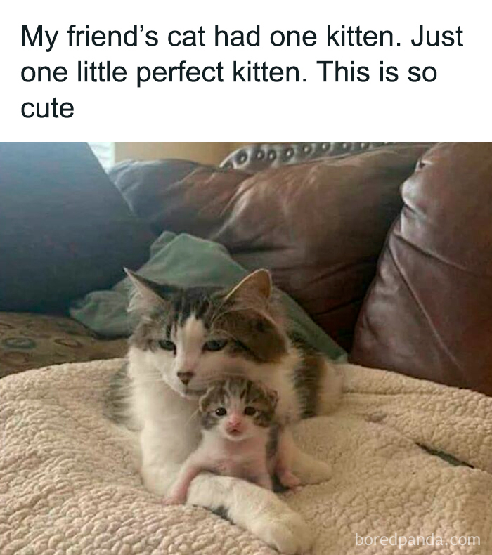 Adult cat cuddling one cute kitten on a cozy blanket in a living room, perfect for cute and sweet animal memes.