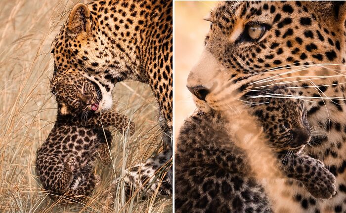 Close-up of a wild leopard tenderly carrying its cub in the African wild, showcasing breathtaking wildlife moments.