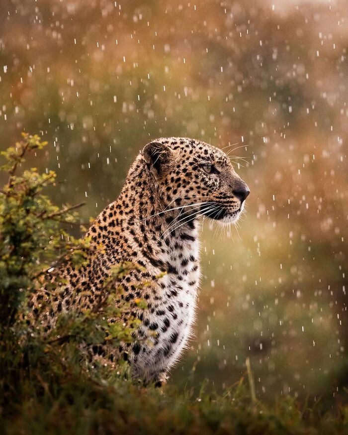 Leopard in the African wild captured during rainfall, showcasing breathtaking wildlife photography moments.