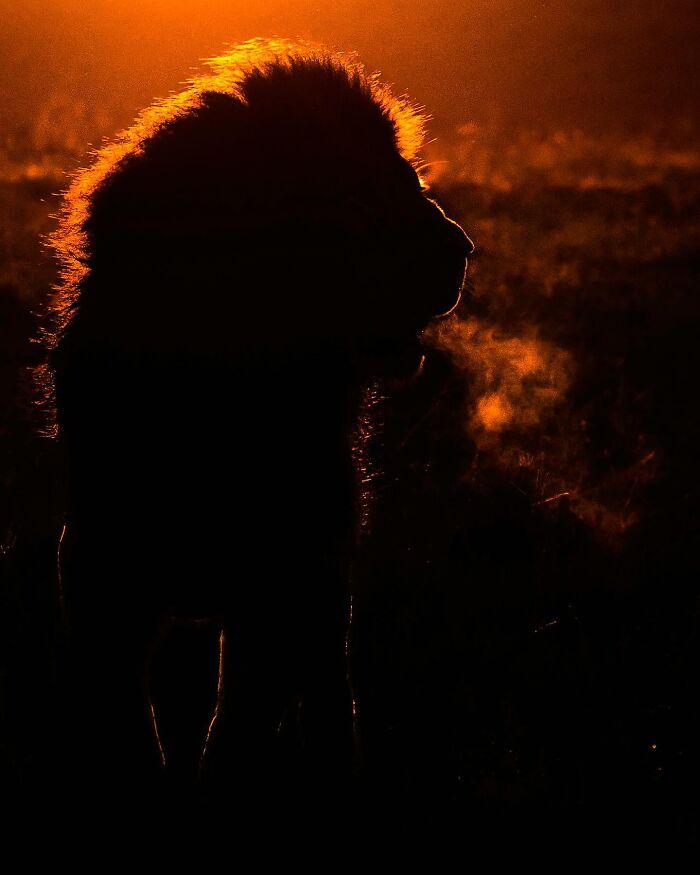Silhouette of a lion at sunset with warm orange light highlighting its mane in stunning wildlife silhouettes.