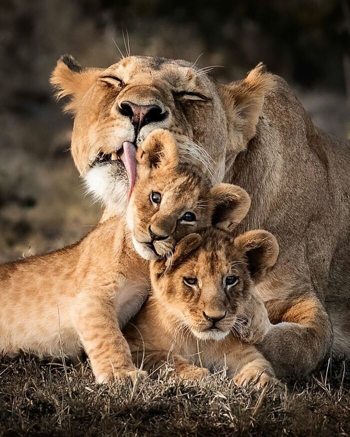 Lioness grooming two cubs in the African wild, showcasing a tender wildlife photographer moment in nature.