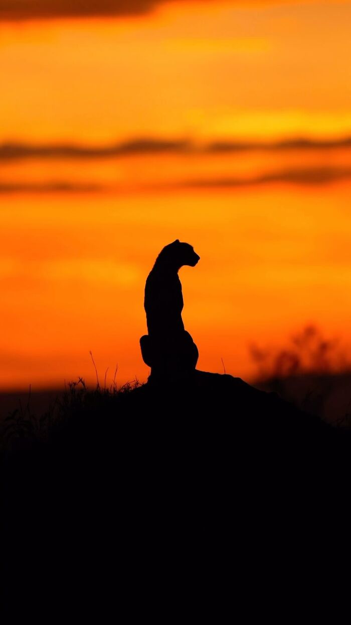 Wildlife silhouette of a large cat sitting against a vibrant orange sunset sky in a natural landscape.