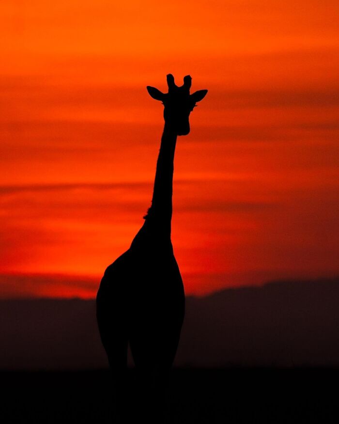 Silhouette of a giraffe standing against a vibrant orange sunset sky in a stunning wildlife scene.