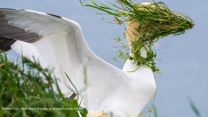 A bird humorously carrying a large bundle of grass, capturing a funny moment in the 2025 Comedy Wildlife Awards.