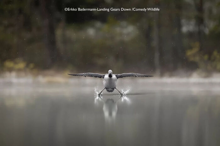 A bird landing on water, captured in a comedic wildlife moment from the 2025 Comedy Wildlife People’s Choice Awards.