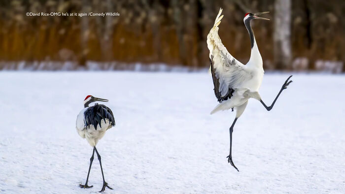 Two dancing cranes in snowy landscape capturing nature’s funniest moments in the 2025 Comedy Wildlife People’s Choice Awards.