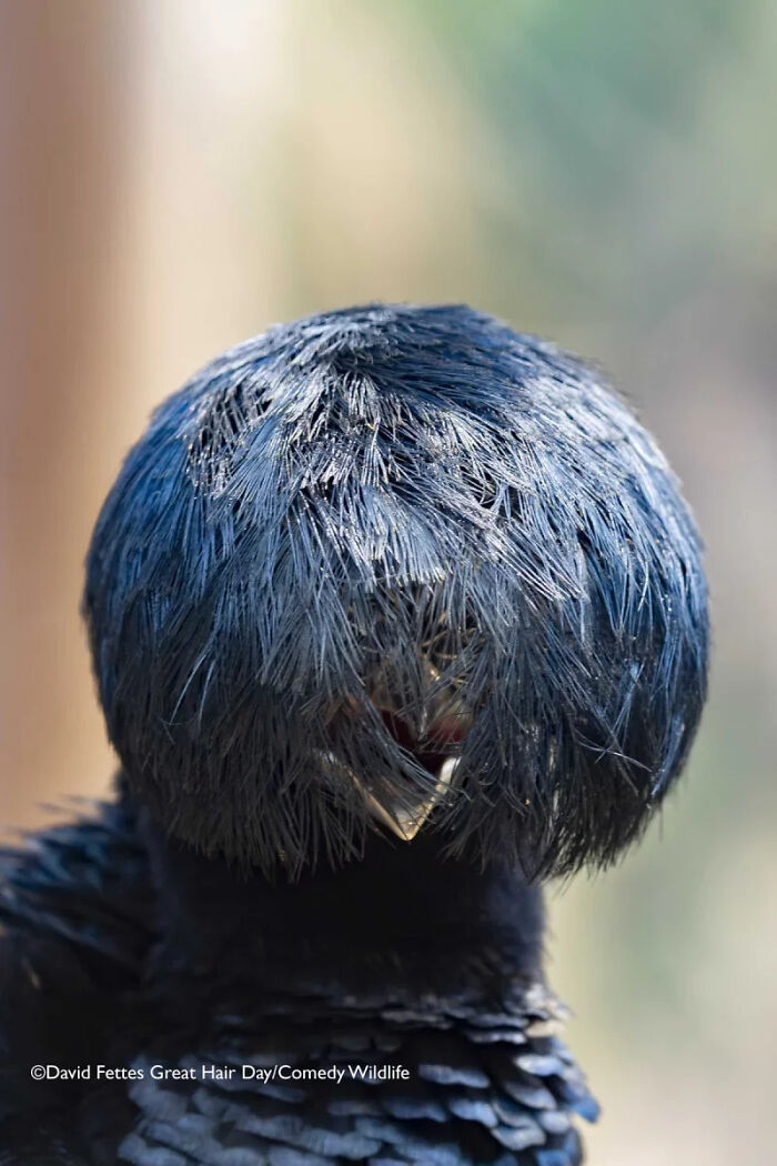 Bird with unique feather style covering its eyes, captured in the 2025 Comedy Wildlife Awards showcasing nature’s funniest moments