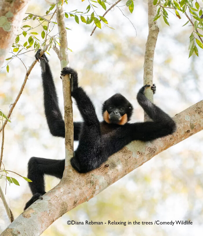 Black gibbon with orange cheeks relaxing on tree branches, showcasing nature's funniest moments in comedy wildlife photography.