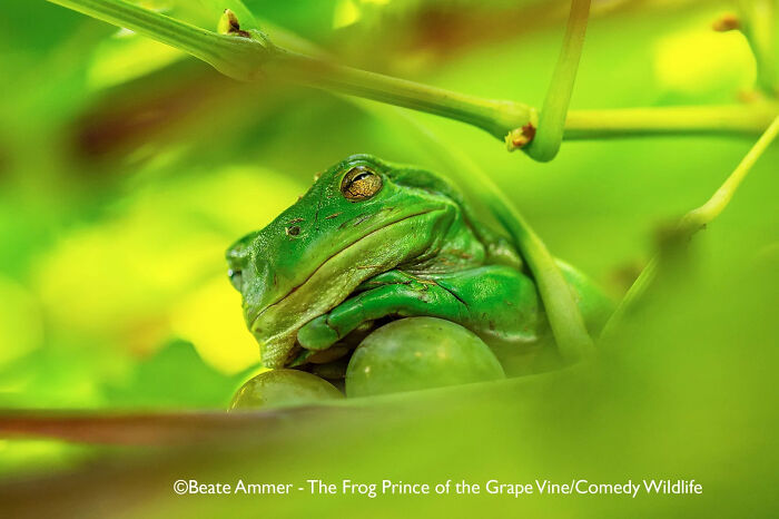 Green frog resting among grapevine leaves and grapes, capturing a comedic wildlife moment in nature’s funniest scenes.