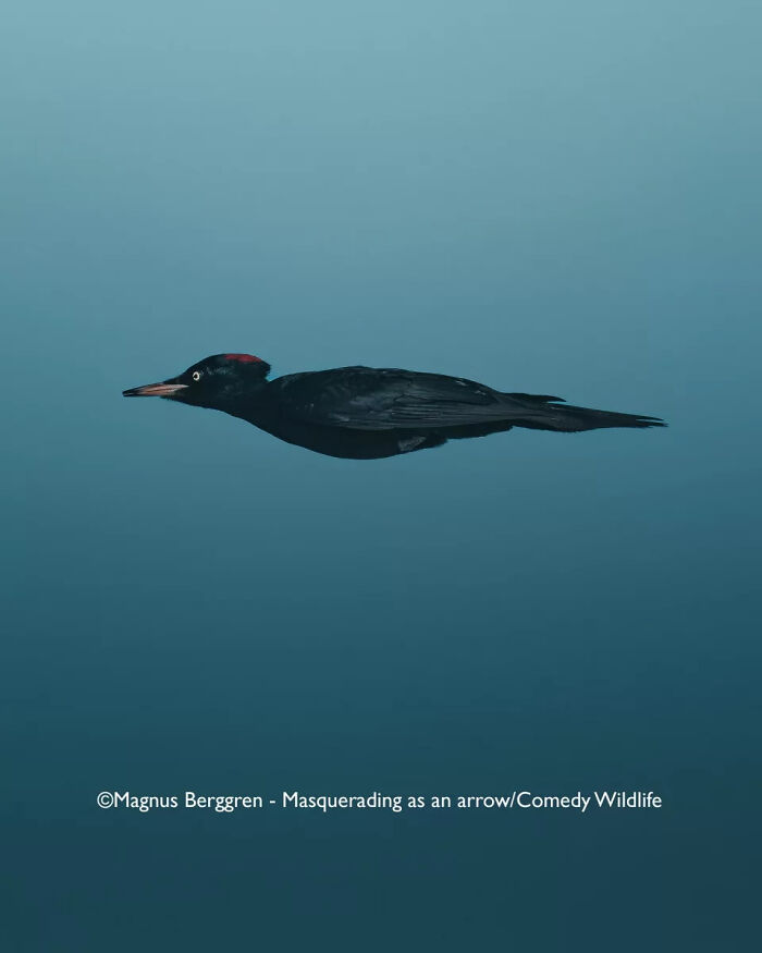 Black woodpecker in flight resembling an arrow, featured in the 2025 Comedy Wildlife People’s Choice Awards.