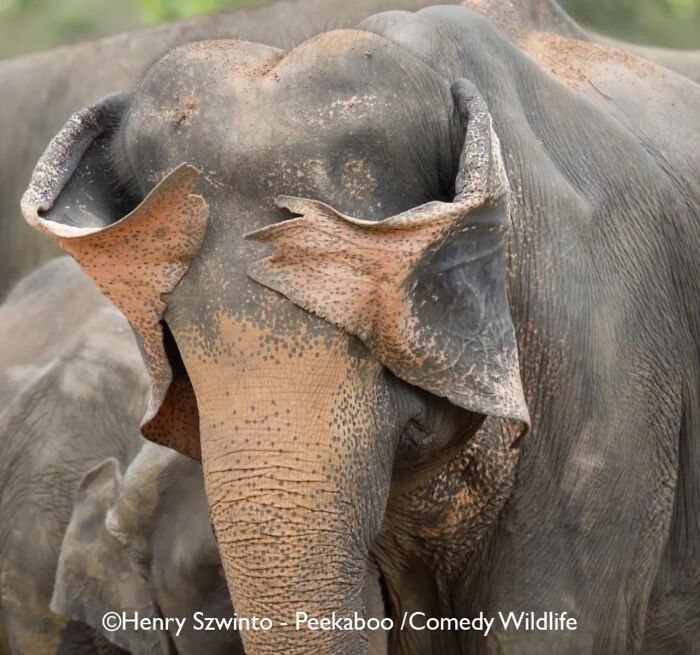 Elephant with unique ear shape resembling a heart, captured in a funny moment for the Comedy Wildlife People’s Choice Awards.