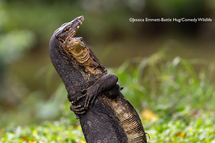 Two monitor lizards hugging humorously in a natural setting, featured in the 2025 comedy wildlife awards.
