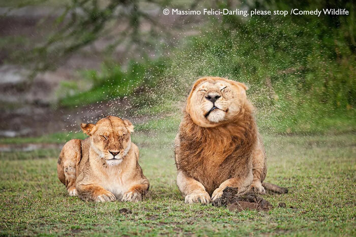 Two lions captured in a funny moment shaking off water, showcasing nature’s funniest moments from the Comedy Wildlife Awards.