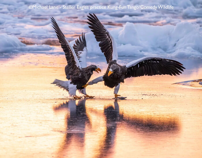 Two Steller eagles on icy water with wings raised, captured in a funny moment for comedy wildlife awards.