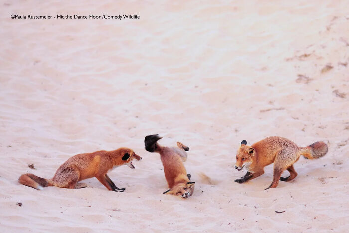 Three playful foxes on sandy ground, capturing a funny moment in the 2025 comedy wildlife people’s choice awards.
