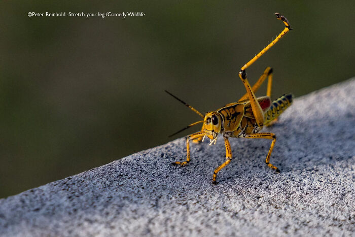 Colorful grasshopper stretching its leg on a stone surface, showcasing a funny moment in nature wildlife photography.