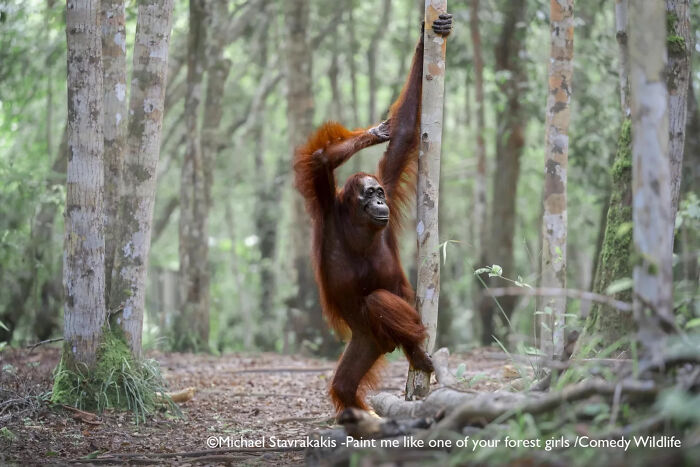 Orangutan striking a funny pose on a tree trunk in the forest, showcasing nature’s funniest moments in wildlife.