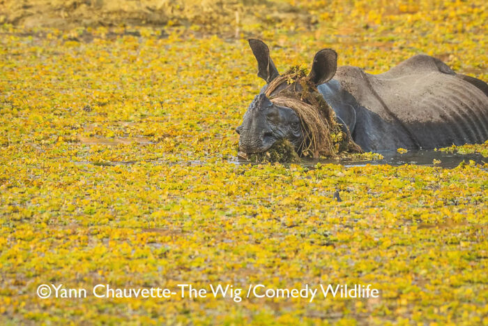 A buffalo covered in vegetation blends into a yellow pond, capturing a funny moment in the comedy wildlife awards.