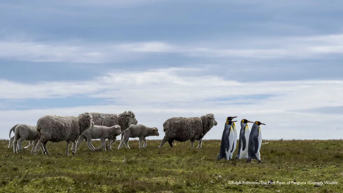 Sheep and penguins facing each other on grassy field in a humorous wildlife moment from Comedy Wildlife Awards.