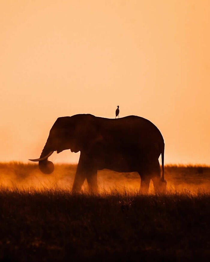 Elephant and bird wildlife silhouettes at sunset with warm orange sky and grassy foreground in natural setting.
