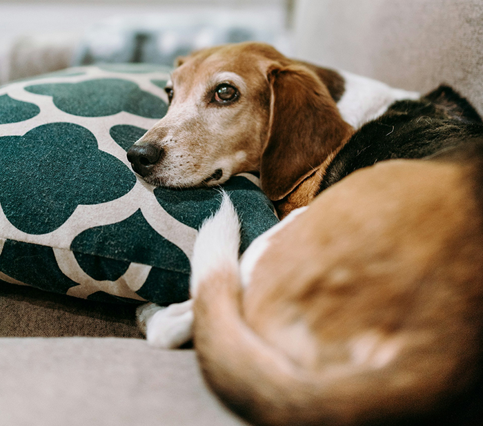 Beagle resting on a couch pillow, symbolizing family dynamics and challenges with no childcare options after moving out.