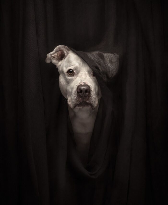 White dog peeking through dark fabric, one ear folded, capturing a unique moment in dog photos from pet photography awards.