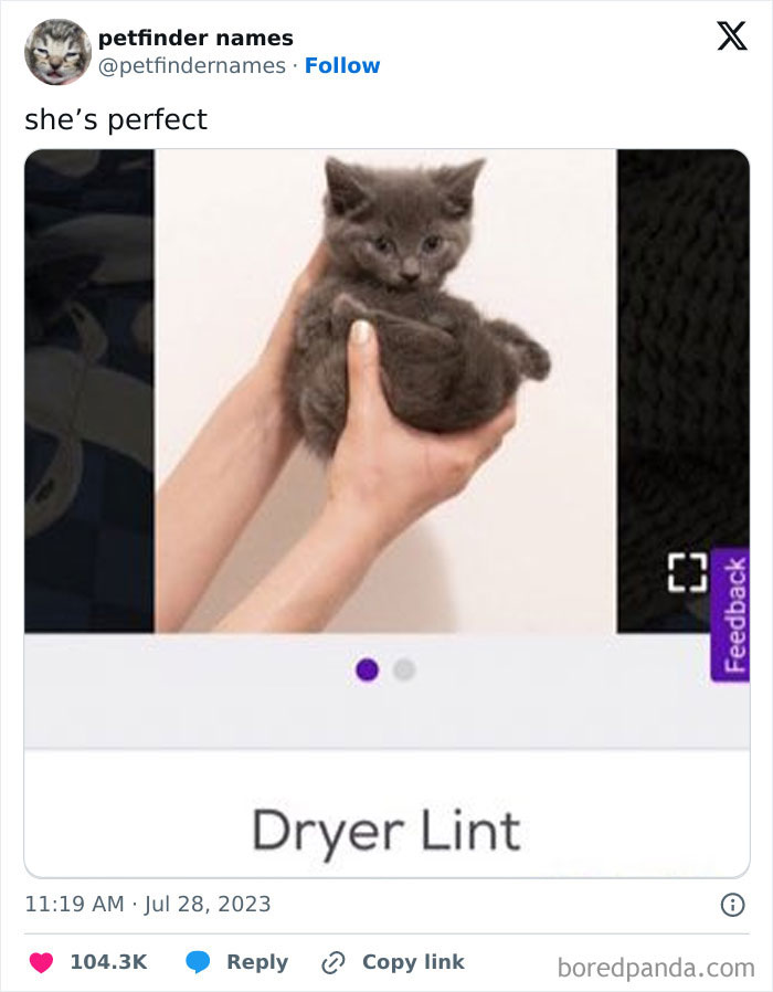 Gray kitten named Dryer Lint held gently in hands, showcasing creative pet names deserving an award.