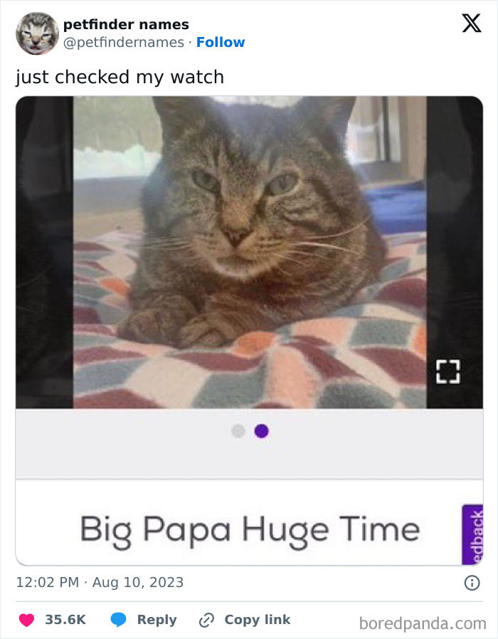 Tabby cat lying on a colorful blanket next to a pet name suggestion for pet names deserving an award.