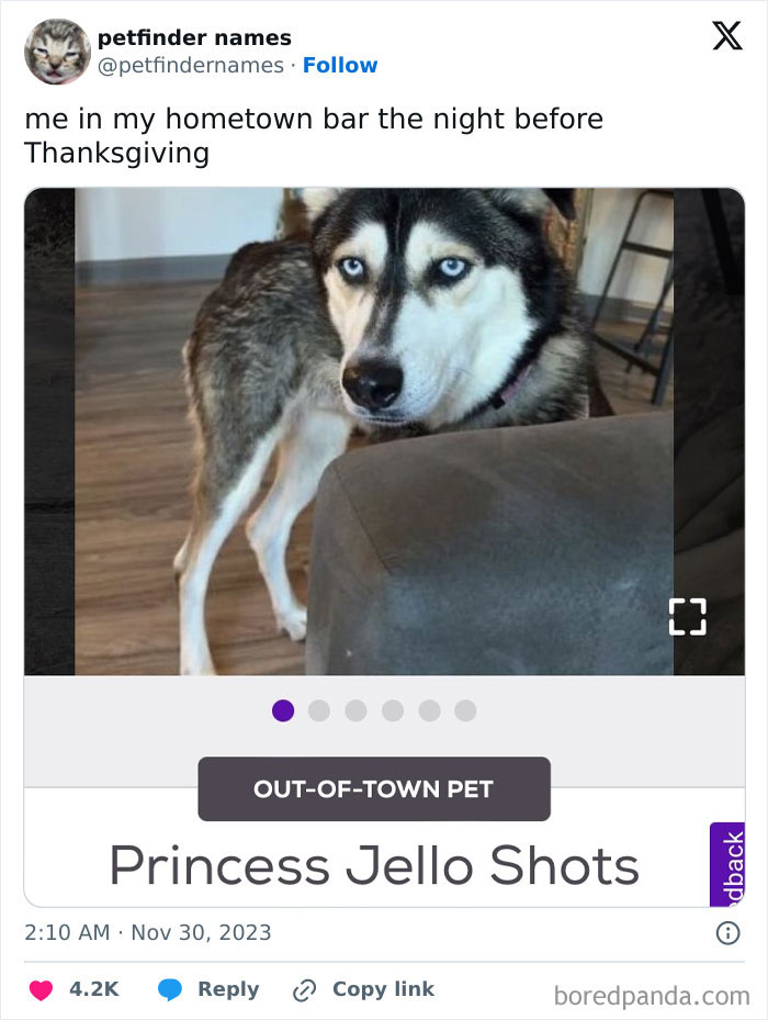 Husky with blue eyes named Princess Jello Shots featured as an out-of-town pet with creative pet names award potential.