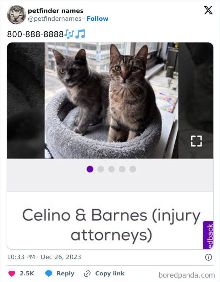 Two cats sitting in a gray pet bed with clever pet names inspired by injury attorneys for award-worthy pet names.