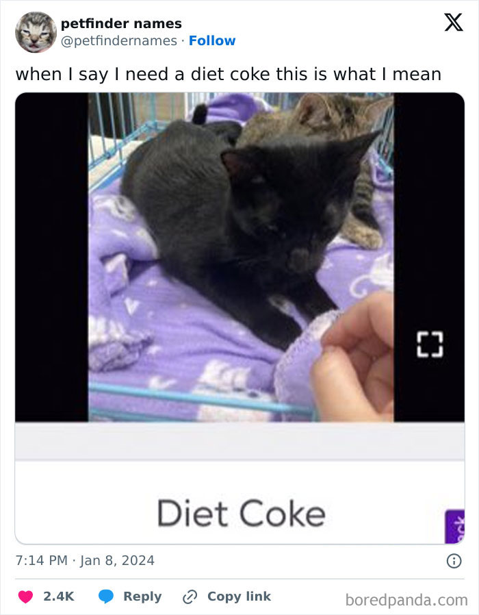Black cat named Diet Coke lying on a purple blanket in a cage, showcasing clever pet names deserving an award.