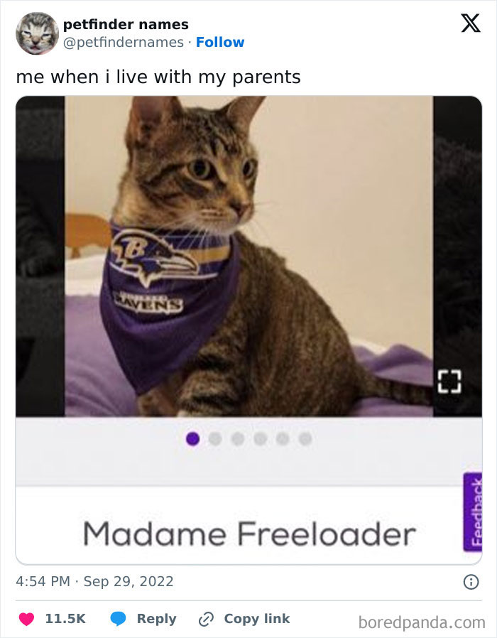 Cat wearing a Baltimore Ravens bandana with a clever pet name, showcasing creative pet names that deserve an award.