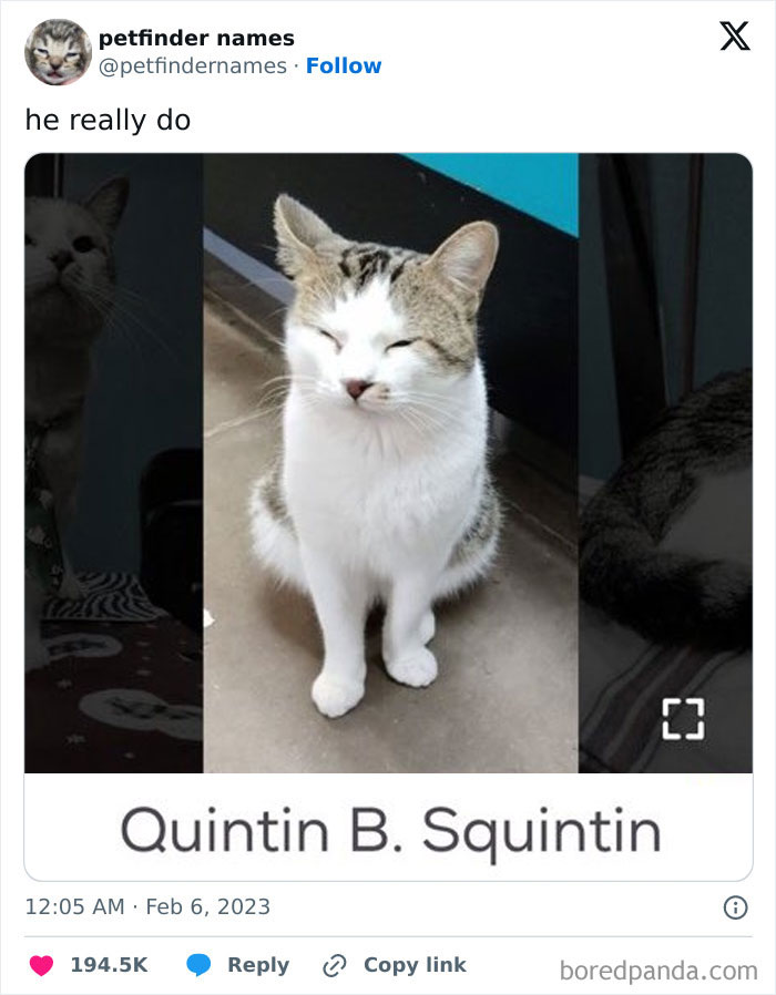 Cat named Quintin B. Squintin sitting with eyes closed, showcasing one of the best pet names deserving an award.