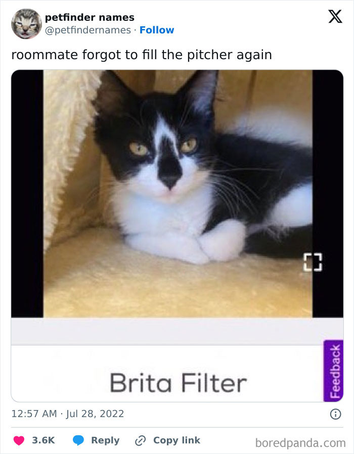 Black and white cat named Brita Filter resting inside a cozy pet bed, showcasing creative pet names.