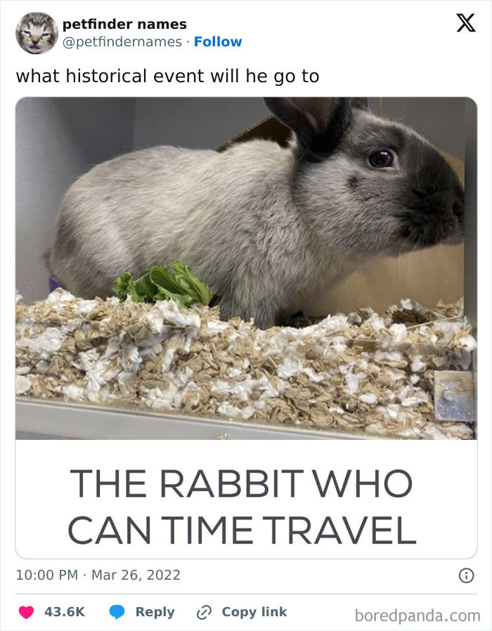 A gray rabbit with dark ears in a cage, featured in a post about creative pet names deserving an award.