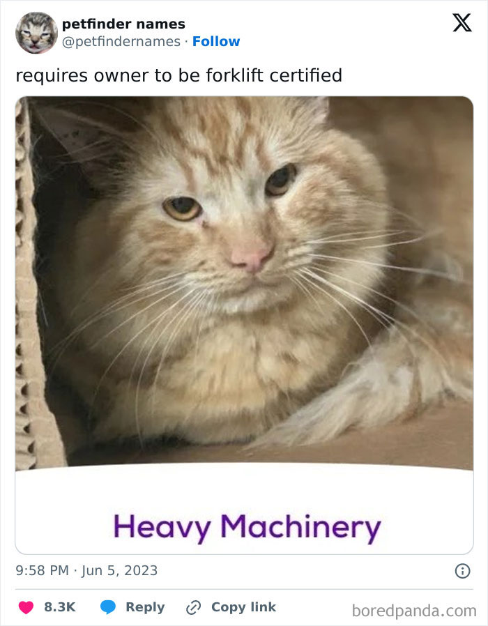 Orange tabby cat named Heavy Machinery with a clever pet name requiring forklift certification owner.