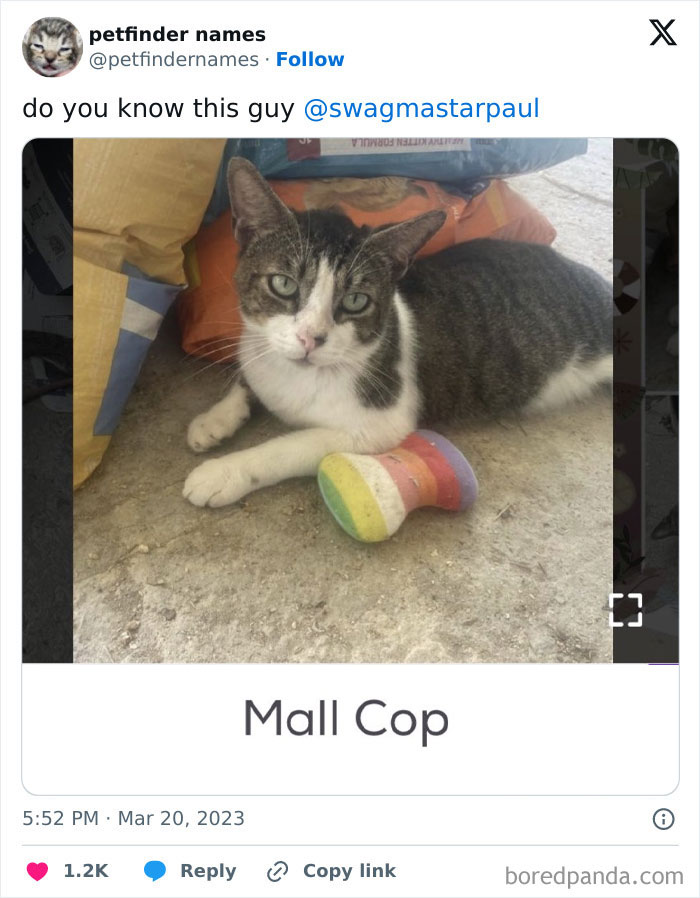 Cat lying on the ground next to a colorful toy, showcasing one of the best pet names deserving an award.