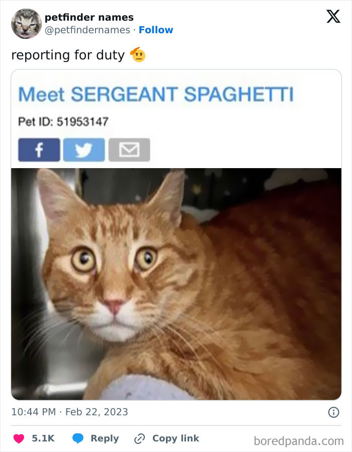 Orange tabby cat named Sergeant Spaghetti looking alert in a close-up photo showcasing creative pet names.