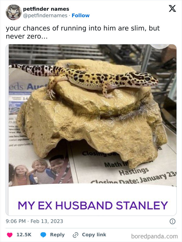 A leopard gecko resting on a rock with a pet name caption showcasing creative pet names that deserve an award.