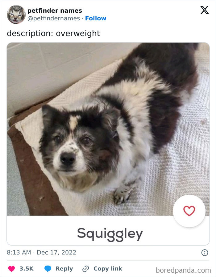 Dog named Squiggley lying on a blanket, example of creative pet names that deserve an award for originality.