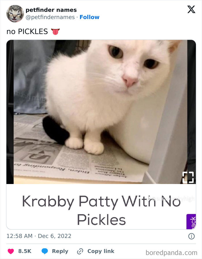 White cat sitting on newspaper with a funny pet name Krabby Patty With No Pickles, showcasing creative pet names.