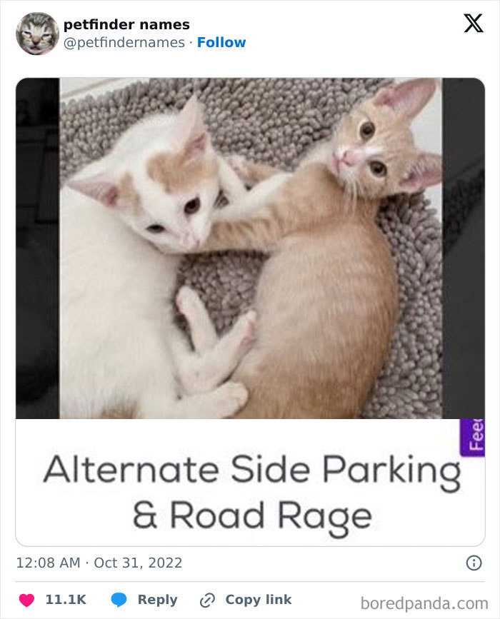 Two kittens playfully interacting on a rug, showcasing creative pet names that deserve an award.