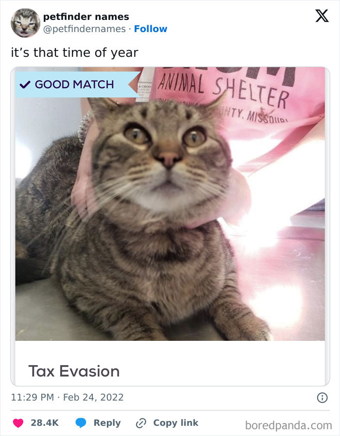 Tabby cat named Tax Evasion at animal shelter, showcasing a pet name so good it deserves an award.
