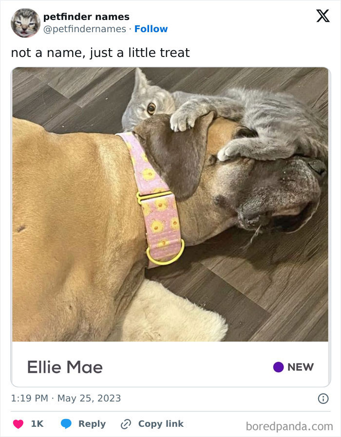 A gray cat hugging a brown dog wearing a floral collar, showcasing creative pet names deserving an award.